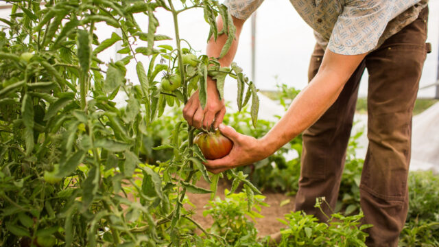 primer-plano-persona-recogiendo-tomates-planta-granja