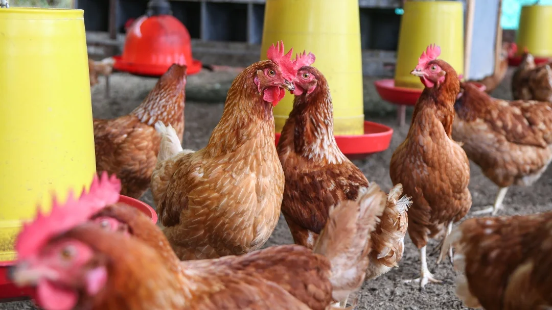 Lo que está detrás de la certificación de huevos de las gallinas ‘felices’ en el mundo