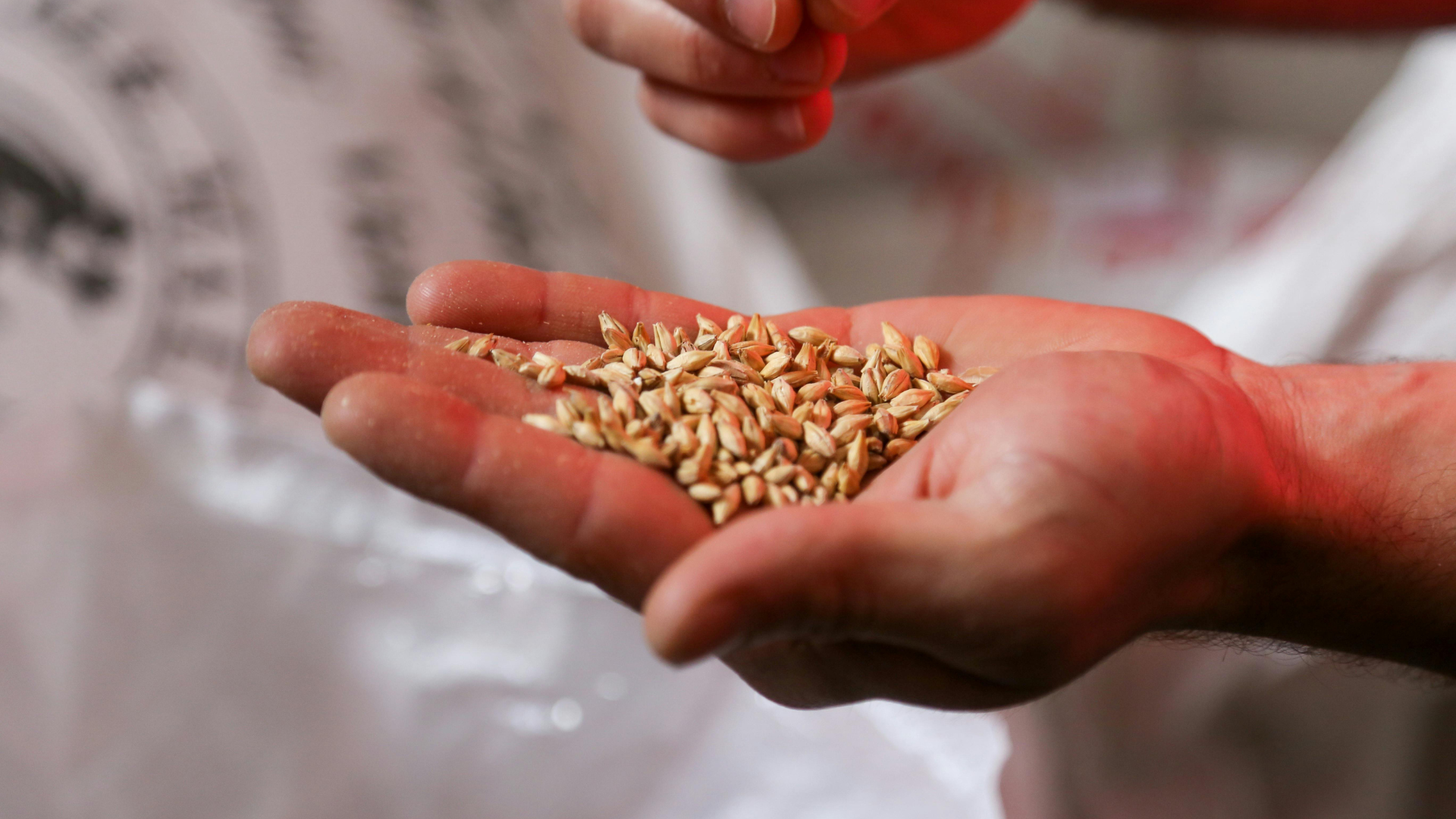 Guardianes del maíz: cómo campesinos e indígenas colombianos enfrentan la expansión de transgénicospara proteger variedades ancestrales